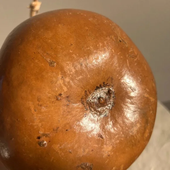 GORGEOUS DRIED ORGANIC GOURD - BEAUTIFUL‎ SHAPE AND COLOUR